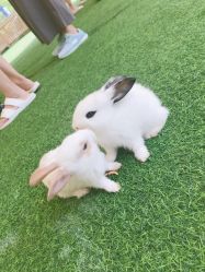 -萌宠亲子动物乐园(槐房万达店)