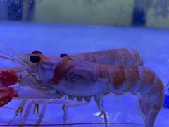 -澜棠海鲜(余姚阳明古镇店)