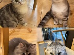 -猫咪派对(江南西店)