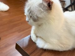 -楼上猫咖(罗湖店)