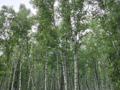 -哈乌尔河