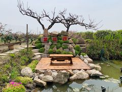 -樂桃源奉贤黄桃种植采摘基地