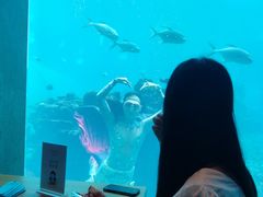 -海棠湾洲际-涛·海底餐厅·美人鱼·自助餐·海底隧道