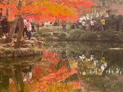-秋霞圃