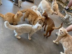 -飞行喵MR PILOT|猫舍·猫咖(静安大融城店)