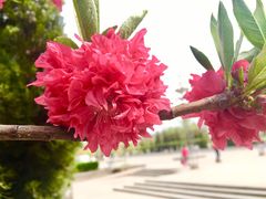 -绿岛公园(滨海新区)
