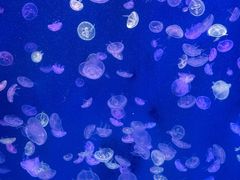 -江和美海洋公园