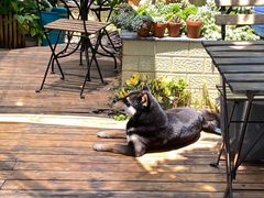 -喜柴咖啡·柴犬狗咖