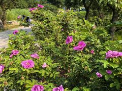 -紫云台香草园
