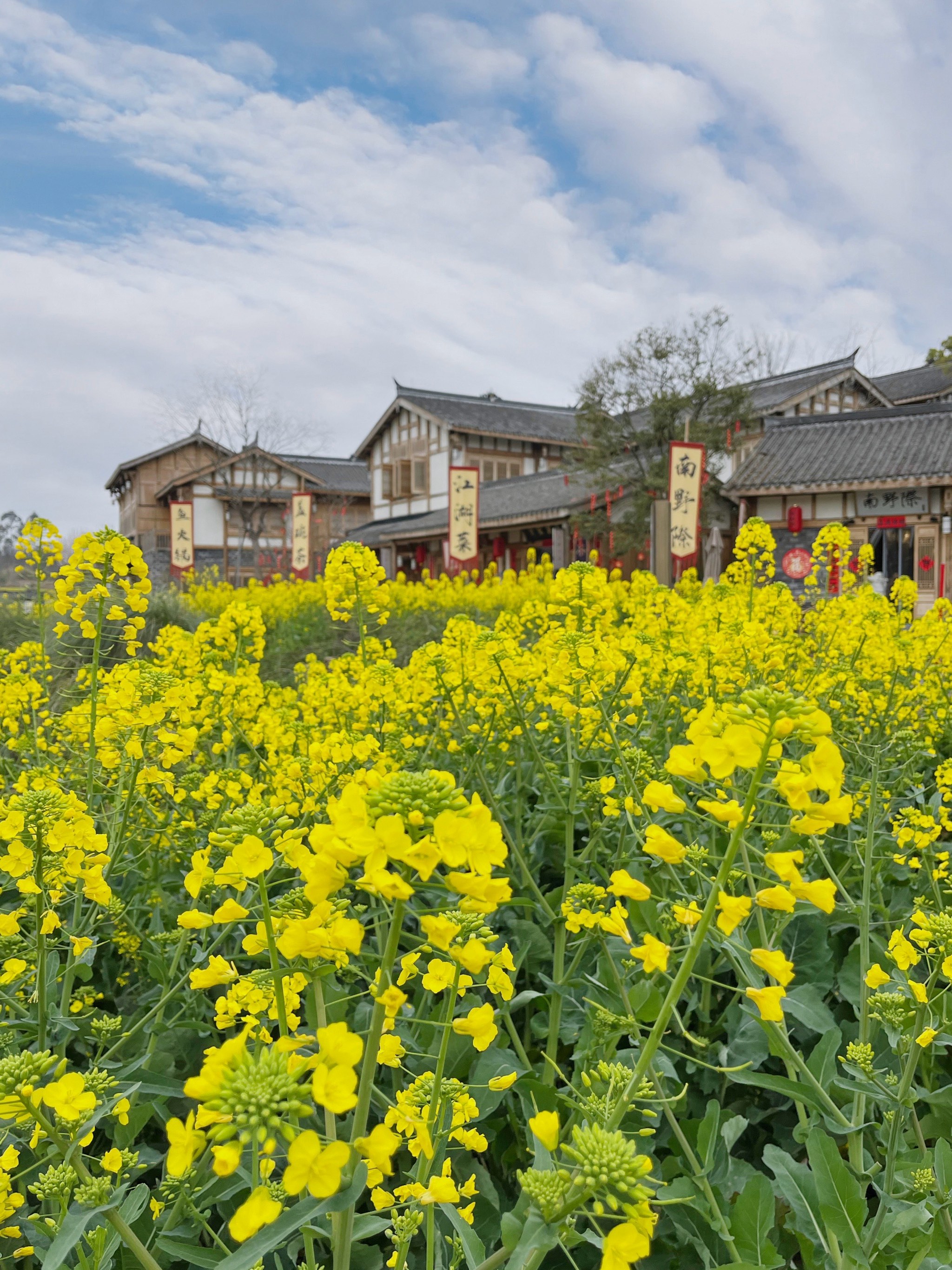 霸州煎茶铺万亩油菜花图片