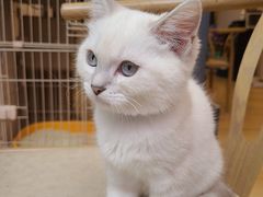 -猫咪派对(江南西店)