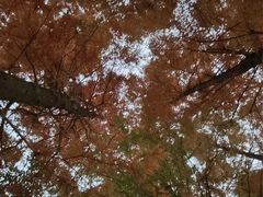 -白鹭湾湿地公园