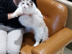 -藏猫猫咖啡主题馆(中央大道店)