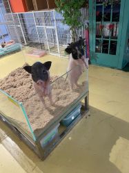 -开心哈乐儿童主题乐园(孙河易事达店)