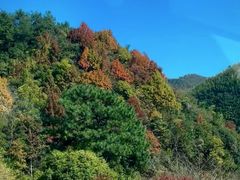 -四明山国家森林公园