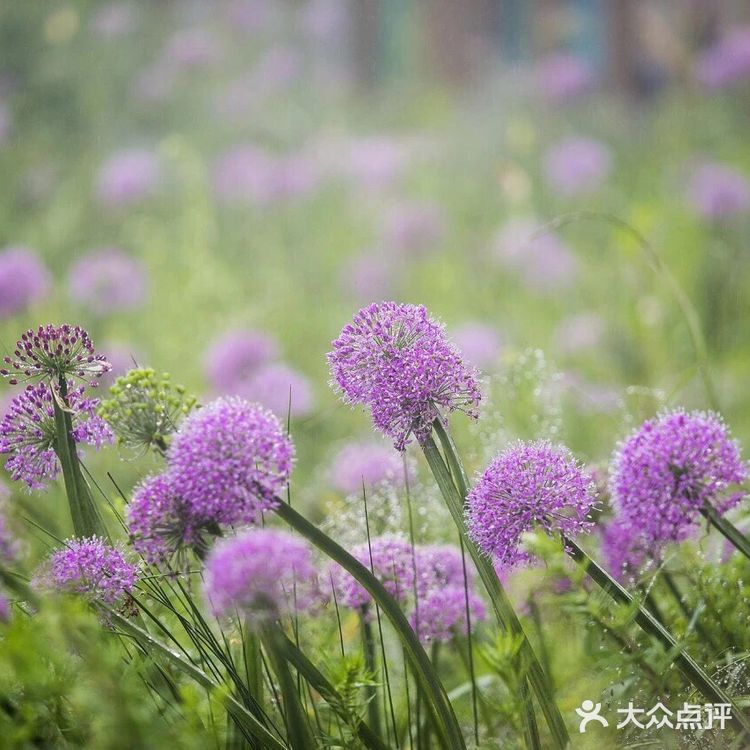 天上花海