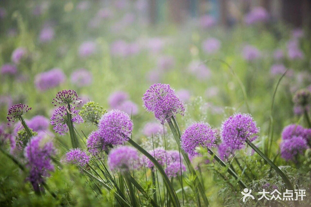 天上花海