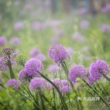 天上花海