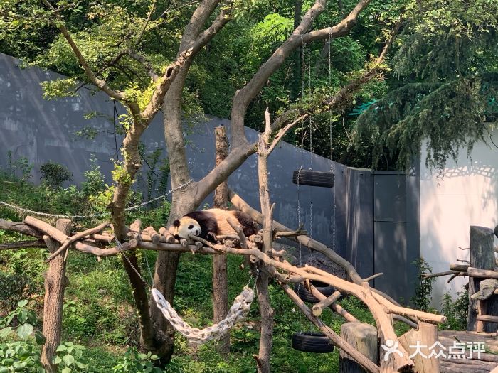 南京市紅山森林動物園圖片