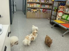 -四月宠物医院·猫专科·心脏专科·内科(转塘店)
