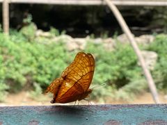 -西双版纳原始森林公园