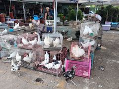 -中环花鸟鱼虫市场