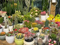 -双季花艺园艺市场(浦东店)