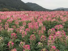 -径山花海