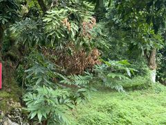 -张坝桂圆林公园