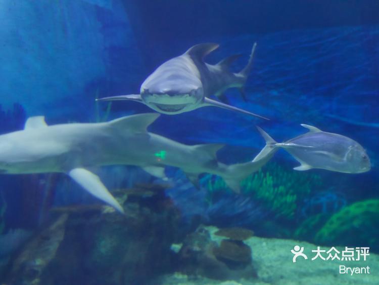 上海海昌海洋公园游记