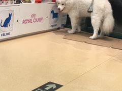 -瑞派·关忠动物医院·猫专科·犬专科(三环新城店)