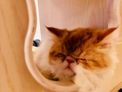 -Cappucimeow猫咪咖啡馆(韦伯时代店)