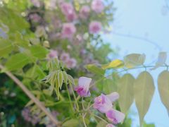-爱菊艺术学校