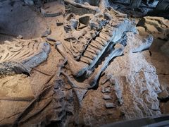 -自贡恐龙博物馆