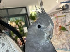 -吉丁鸟咖·异宠·寄养