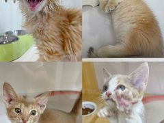 -青奢宠物·青奢猫舍