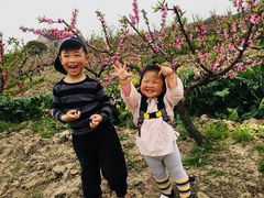 -南汇水蜜桃采摘(大团店)