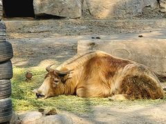 -上海野生动物园