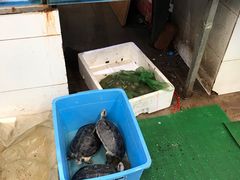 水产区-顺鑫石门市场