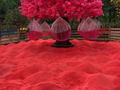 -合肥滨湖国家森林公园