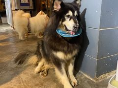 -more than meow吴止猫主题餐厅(承德 中船汇店)