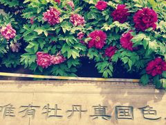 -莲花池公园