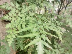 -谷咖啡·鲜花绿植花园餐厅