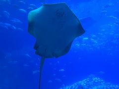 -珠海长隆海洋王国