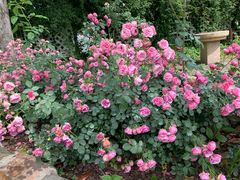 -鹅湖玫瑰文化园