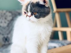 -平行世界·猫咖(首经贸店)