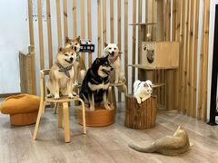 -柴迷FANS CLUB·柴犬狗咖·猫咖