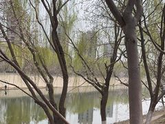 -桃花堤公园