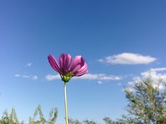 -紫云台香草园