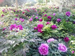 -莲花池公园